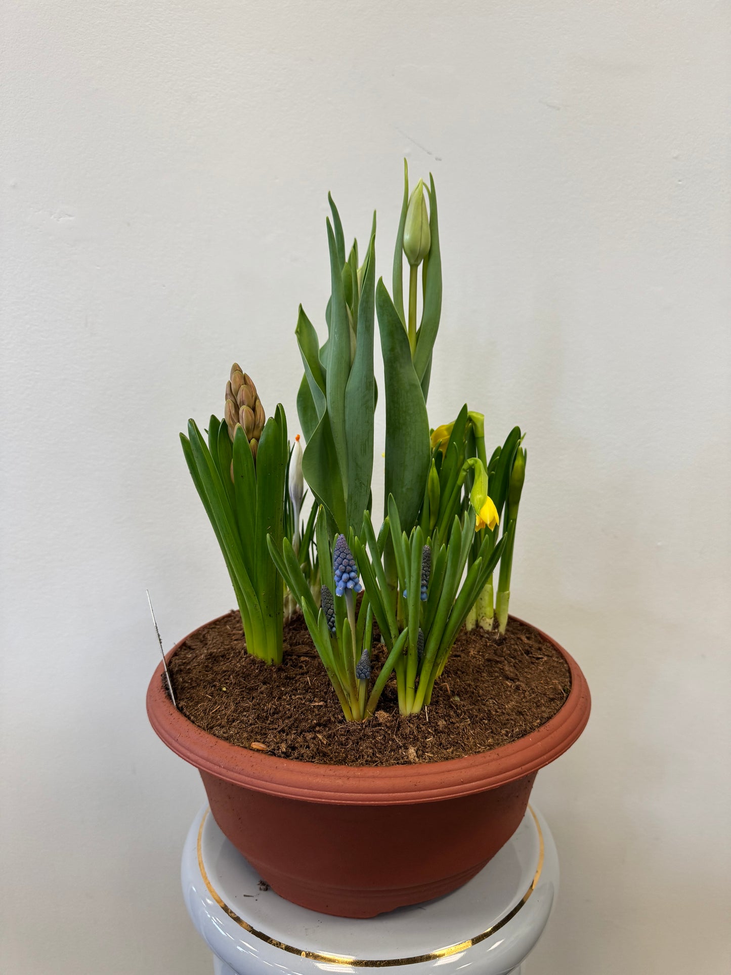 Mixed Bulbs