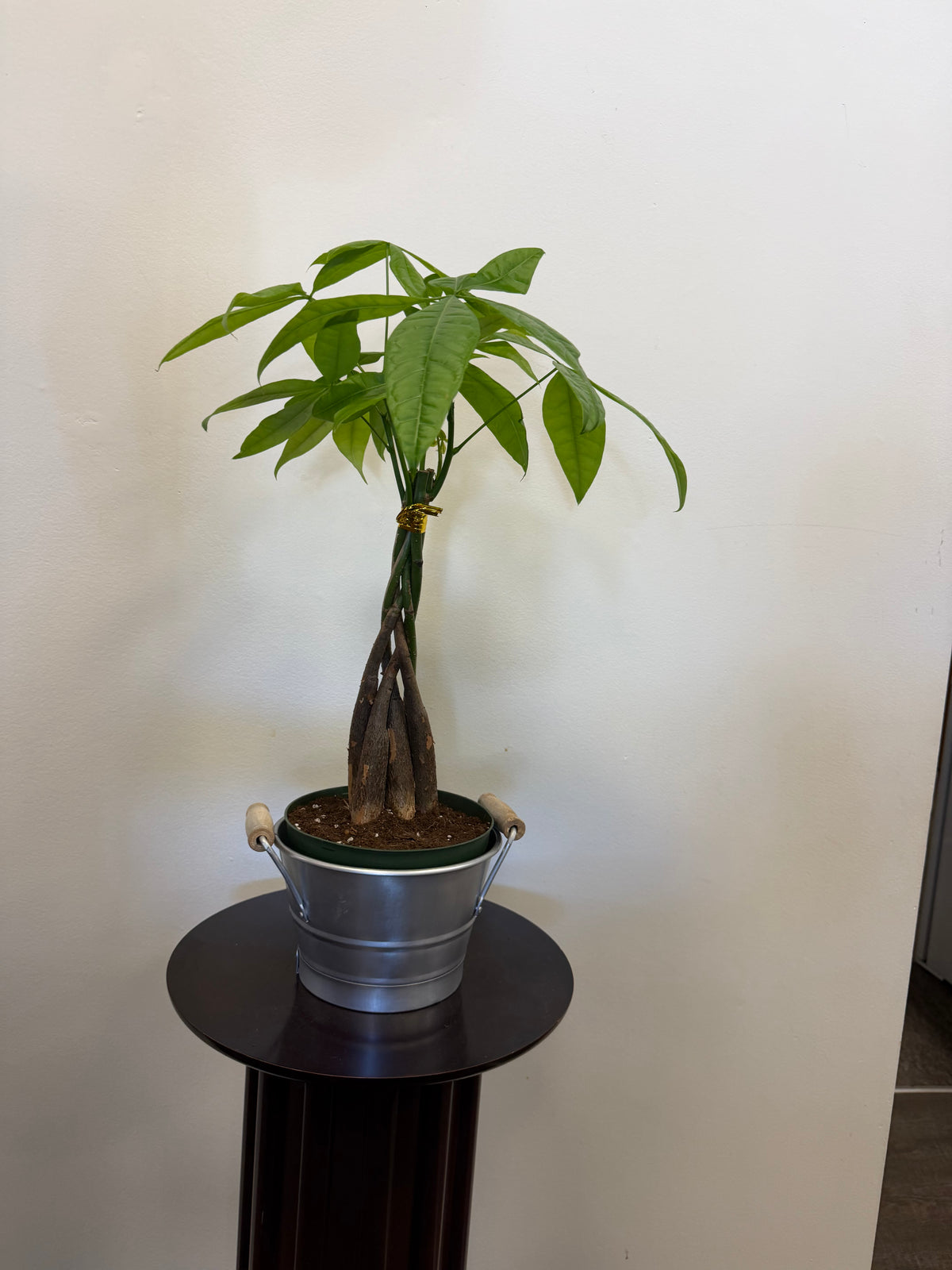 A Country Tropicals Money Tree, known for its air-purifying qualities, features braided trunks and sits in a 6 inch pot on a dark round pedestal against a plain white wall.