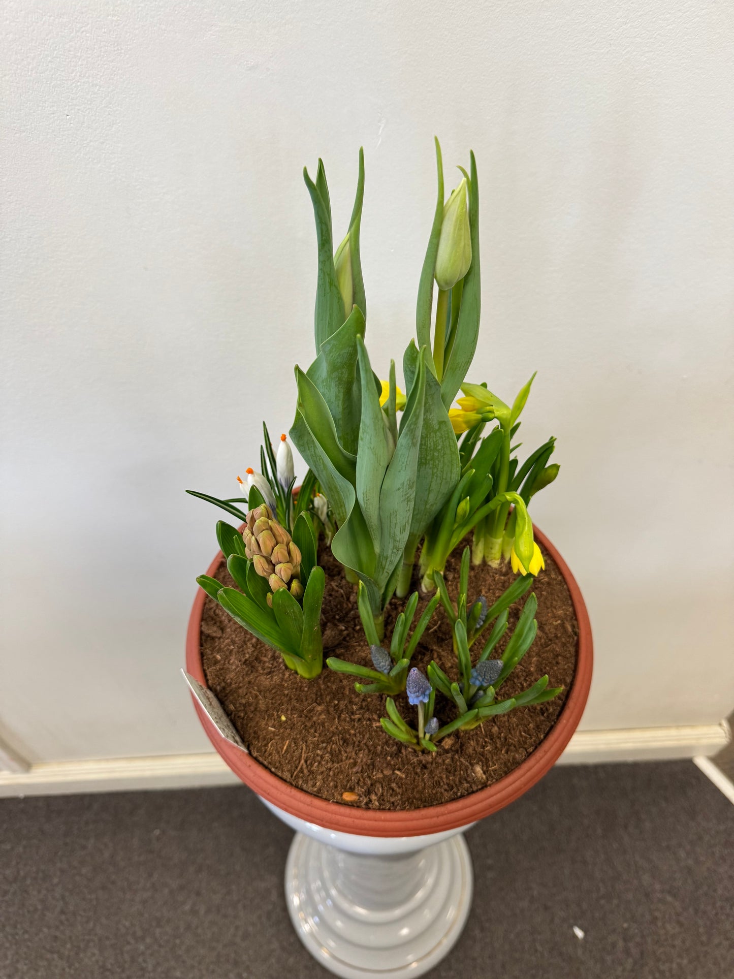 The "Mixed Bulbs" arrangement by Posies Flowers & Fashion, featuring green plants and flower buds like tulips and hyacinth, is displayed on a white pedestal against a plain white wall with a gray carpeted floor.
