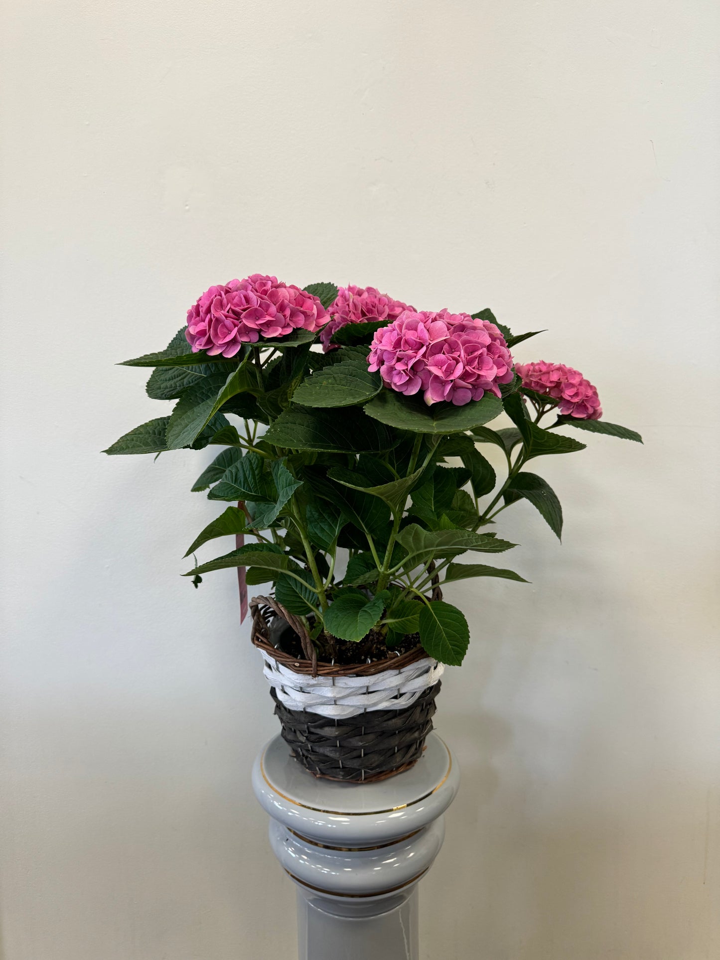 Hydrangea Pink 9” Basket