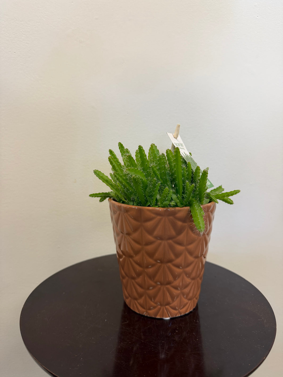 Dragon Fruit Hylocereus Undatus - 5 inch ceramic pot