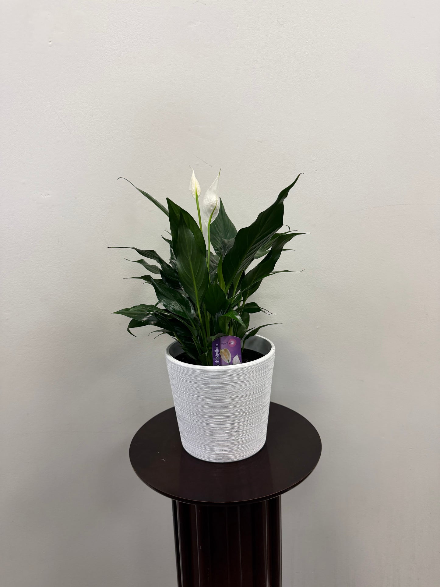 Peace Lily in Ceramic Pot
