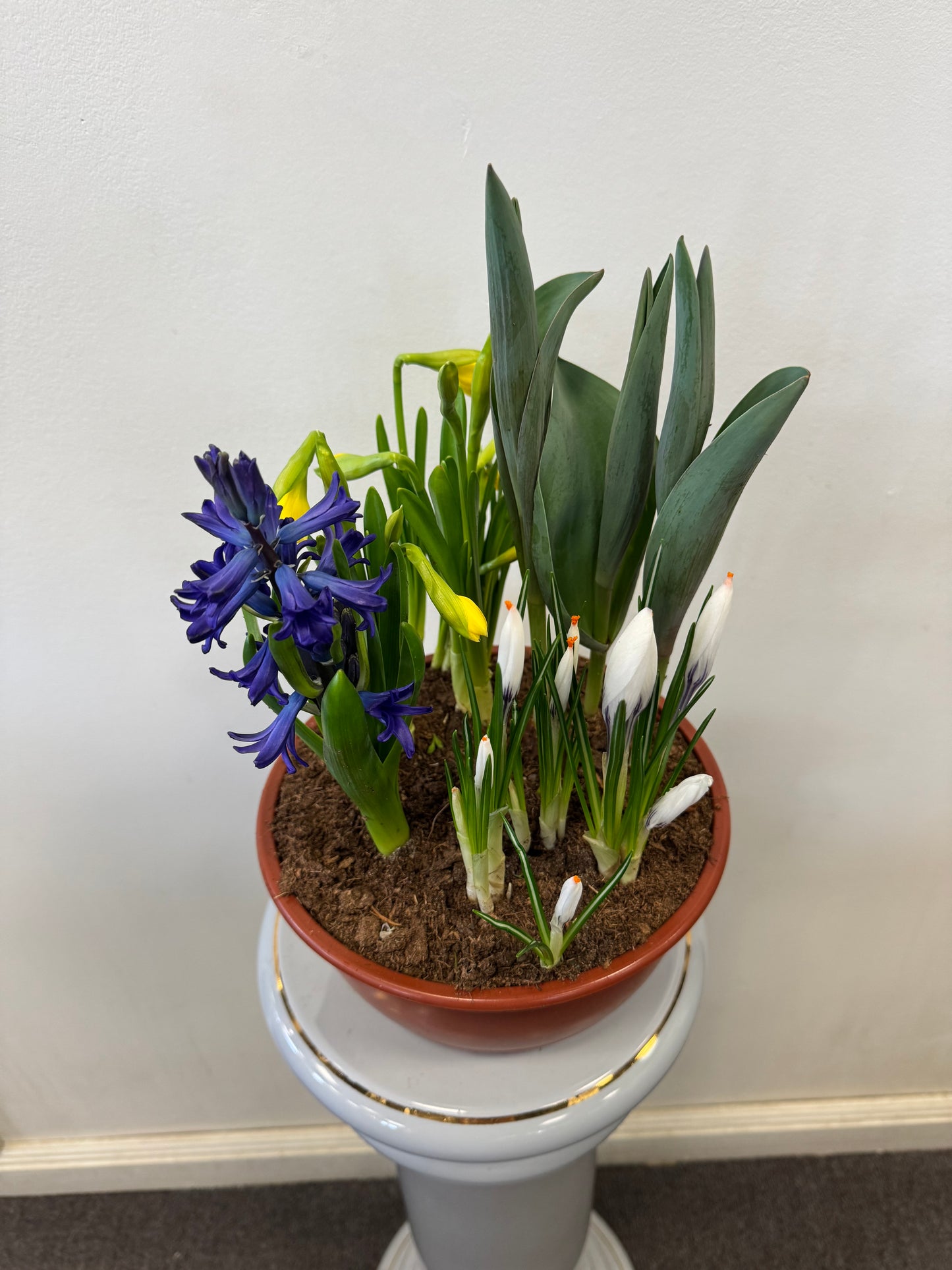 Mixed Bulbs