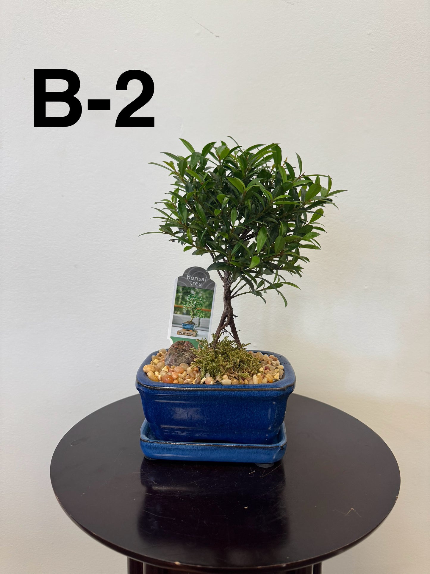 5” Bonsai Small