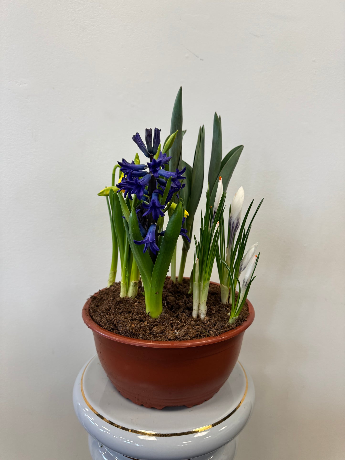 Mixed Bulbs