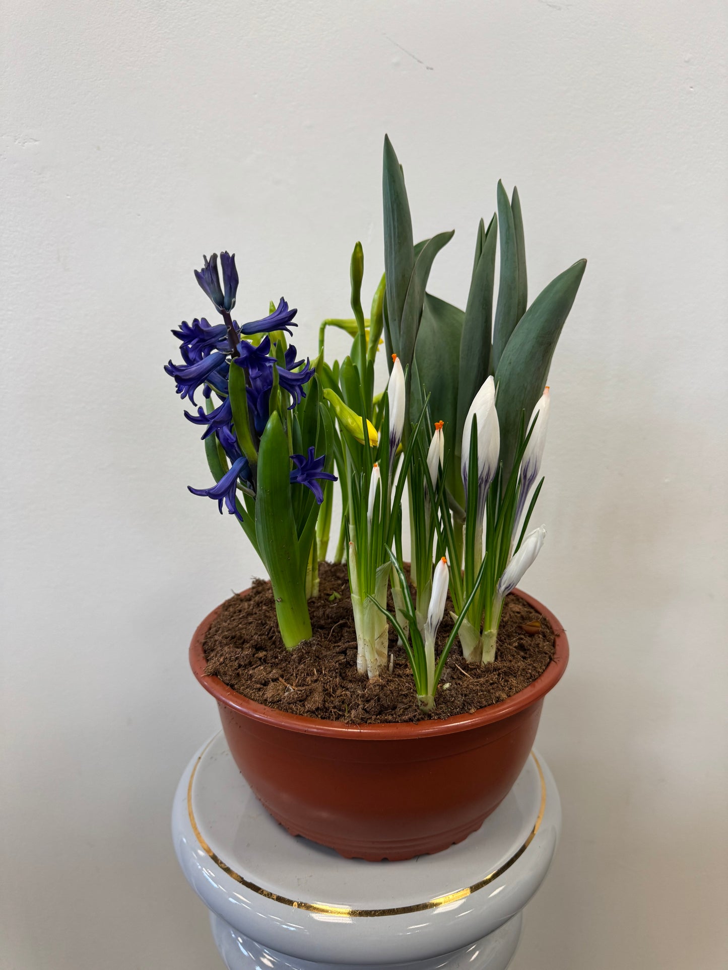 Mixed Bulbs