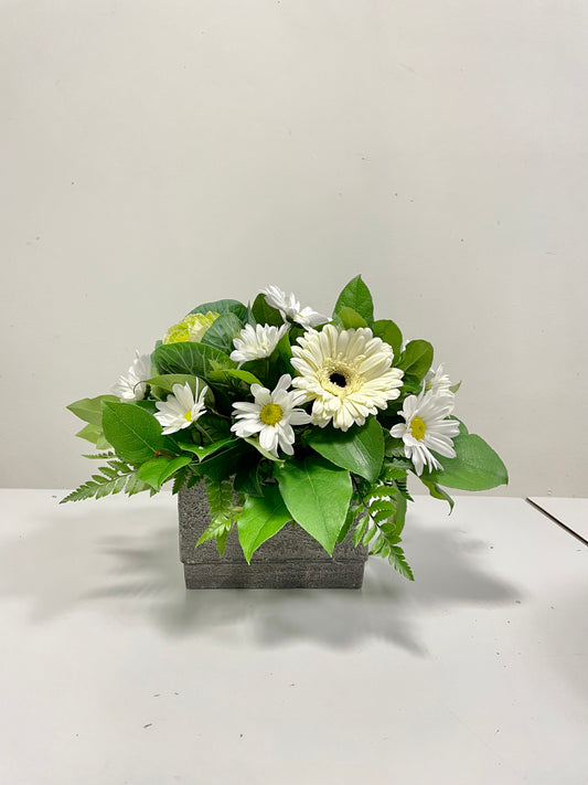 The "Healing Thoughts" arrangement by Posies Flowers & Fashion features a rectangular gray vase filled with white daisies having yellow centers, complemented by lush green foliage. The flowers are displayed against a plain white background. Please note that availability may affect specific floral elements, allowing for tasteful substitutions as needed.