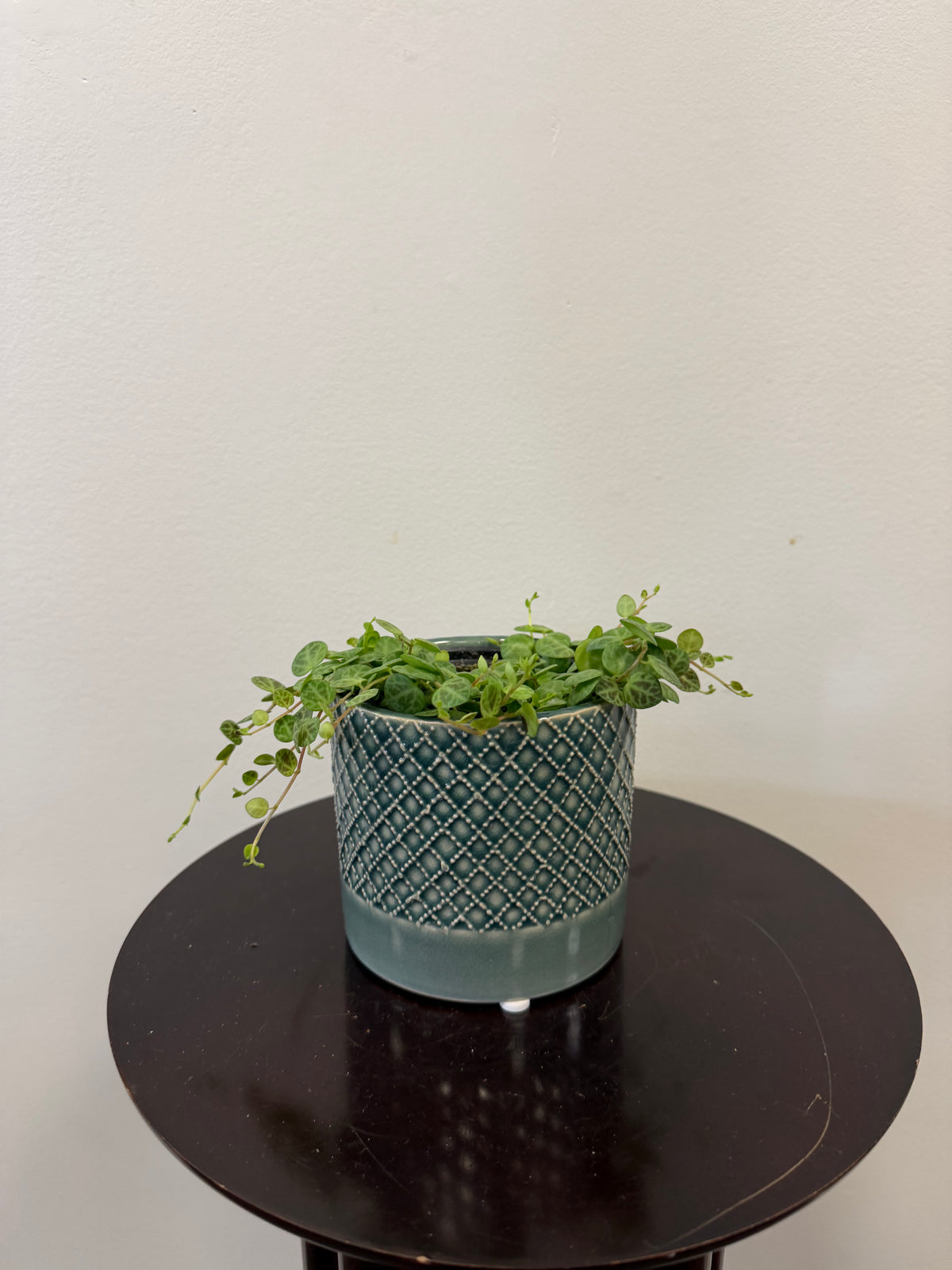 A Peperomia Prostrata (String of Turtles) from Country Tropicals, in a 4-inch ceramic pot with a diamond pattern, displays its trailing vines on a dark round table against a plain white wall. This easy-to-care-for houseplant is both stylish and low-maintenance.