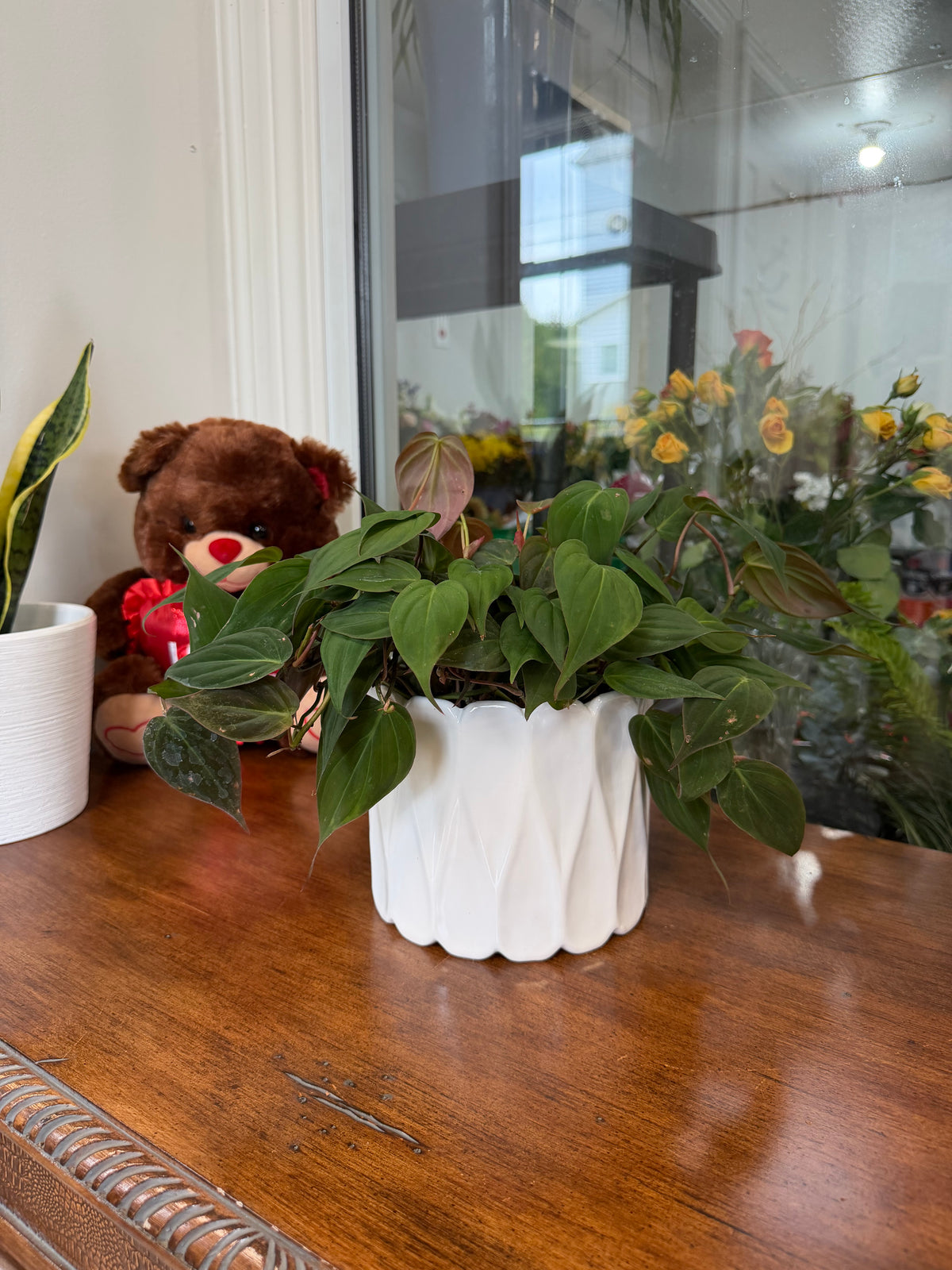 A Philodendron Micans from Country Tropicals, in a 6-inch white pot, sits on a wooden table. Nearby are a brown teddy bear with a red ribbon and a small white container. Flowers can be seen in the background through a glass window.