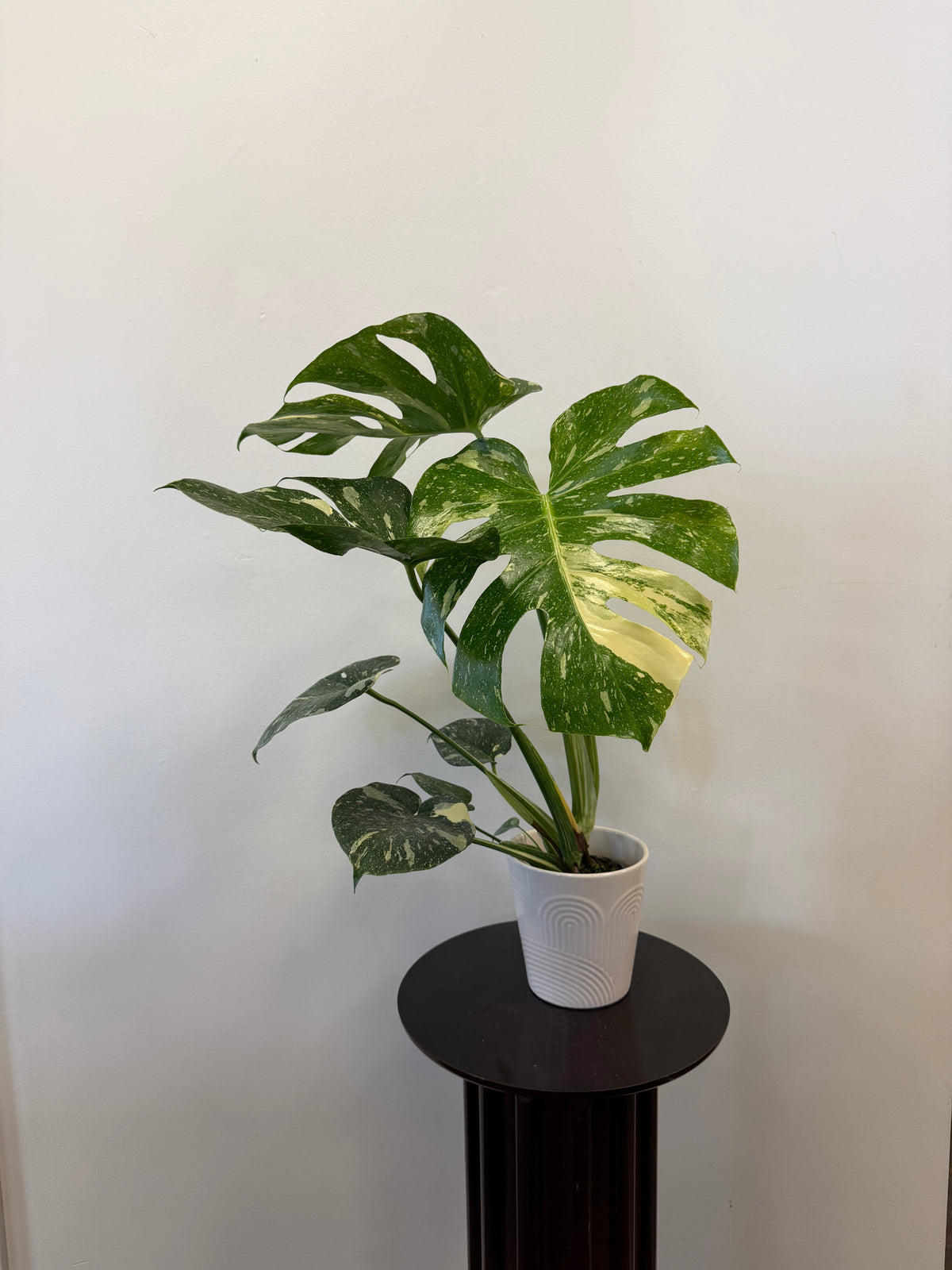The Monstera Thai Constellation from Country Tropicals, featuring stunning green and white variegated leaves, sits elegantly in a white pot on a small, round, dark pedestal against a plain light wall—making it a true statement plant for any space.