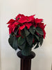 A Poinsettia 8” Pot by Posies Flowers & Fashion, featuring vibrant red leaves and rich green foliage, is elegantly placed in a green pot on a dark wooden stand, capturing the festive spirit against a plain white background.