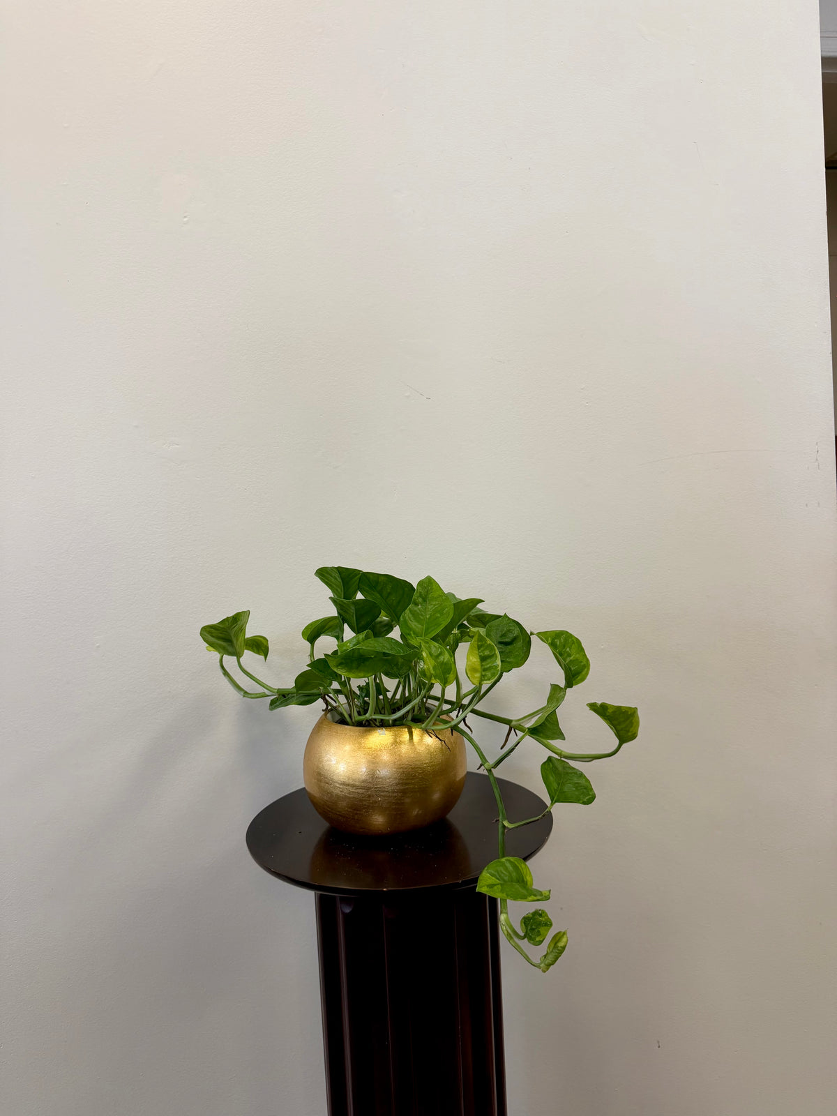 A Country Tropicals Pothos Lemon Meringue in a gold 4-inch pot sits on a dark pedestal against a plain off-white wall.