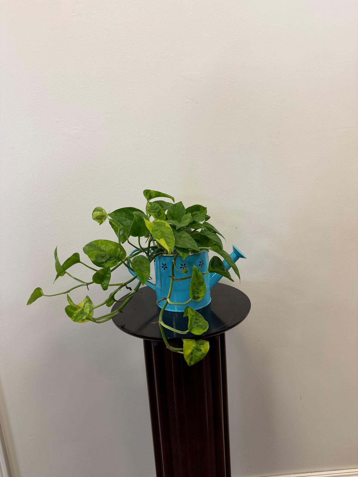 The Country Tropicals Pothos Lemon Meringue, displayed in a blue watering can-shaped 4 inch pot, features marbled green leaves and rests on a small, round dark pedestal against a plain white wall.