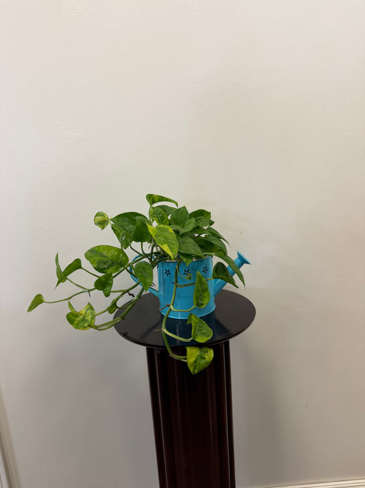 The Country Tropicals Pothos Lemon Meringue, displayed in a blue watering can-shaped 4 inch pot, features marbled green leaves and rests on a small, round dark pedestal against a plain white wall.