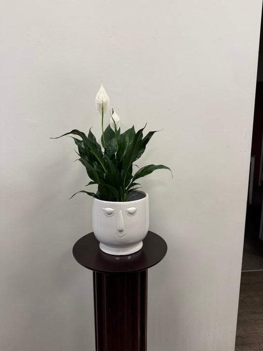 The Peace Lily in Ceramic Pot by Posies Flowers & Fashion sits on a small dark wooden pedestal against a plain white wall, the white pot designed in the shape of a face for a unique accent.