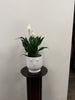 The Peace Lily in Ceramic Pot by Posies Flowers & Fashion sits on a small dark wooden pedestal against a plain white wall, the white pot designed in the shape of a face for a unique accent.