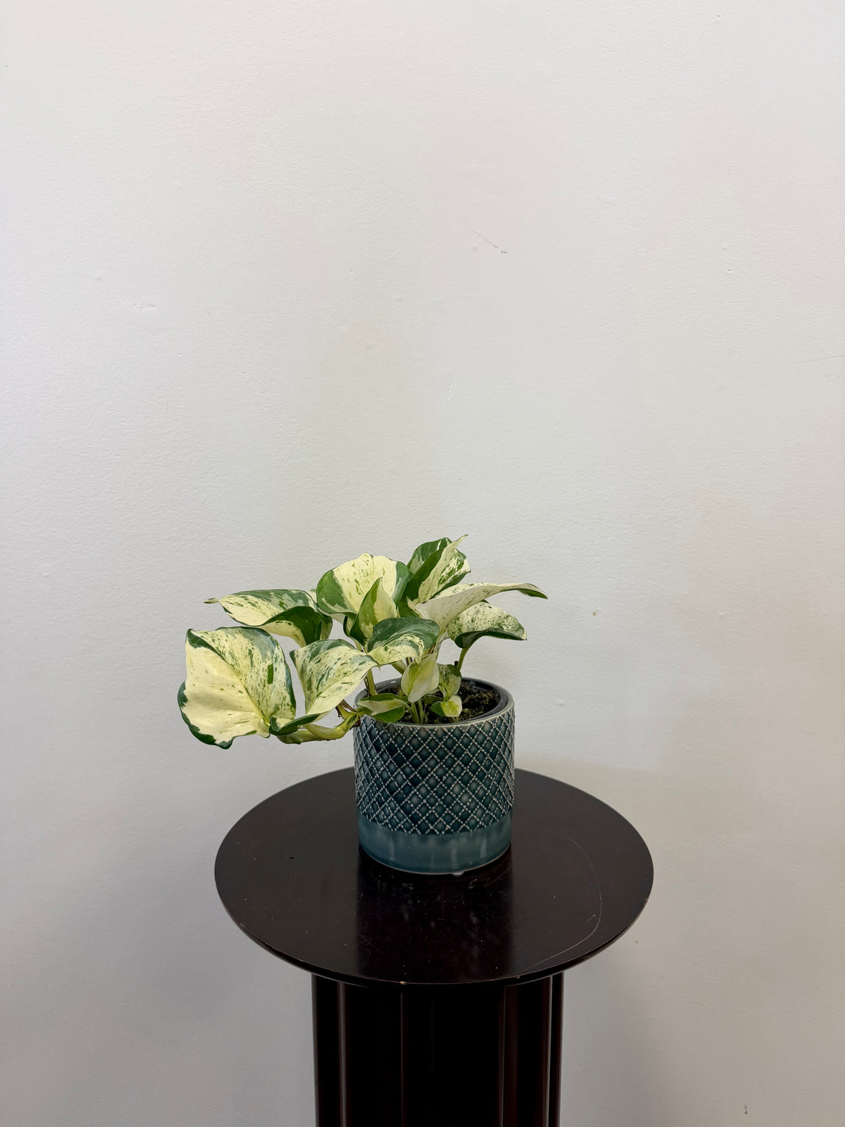 A Pothos Manjula from Country Tropicals, in a 4-inch pot, sits atop a round, dark wooden table against a plain white wall. Its green and cream variegated, wavy leaves make this adaptable light lover an elegant way to bring natural charm to any space.