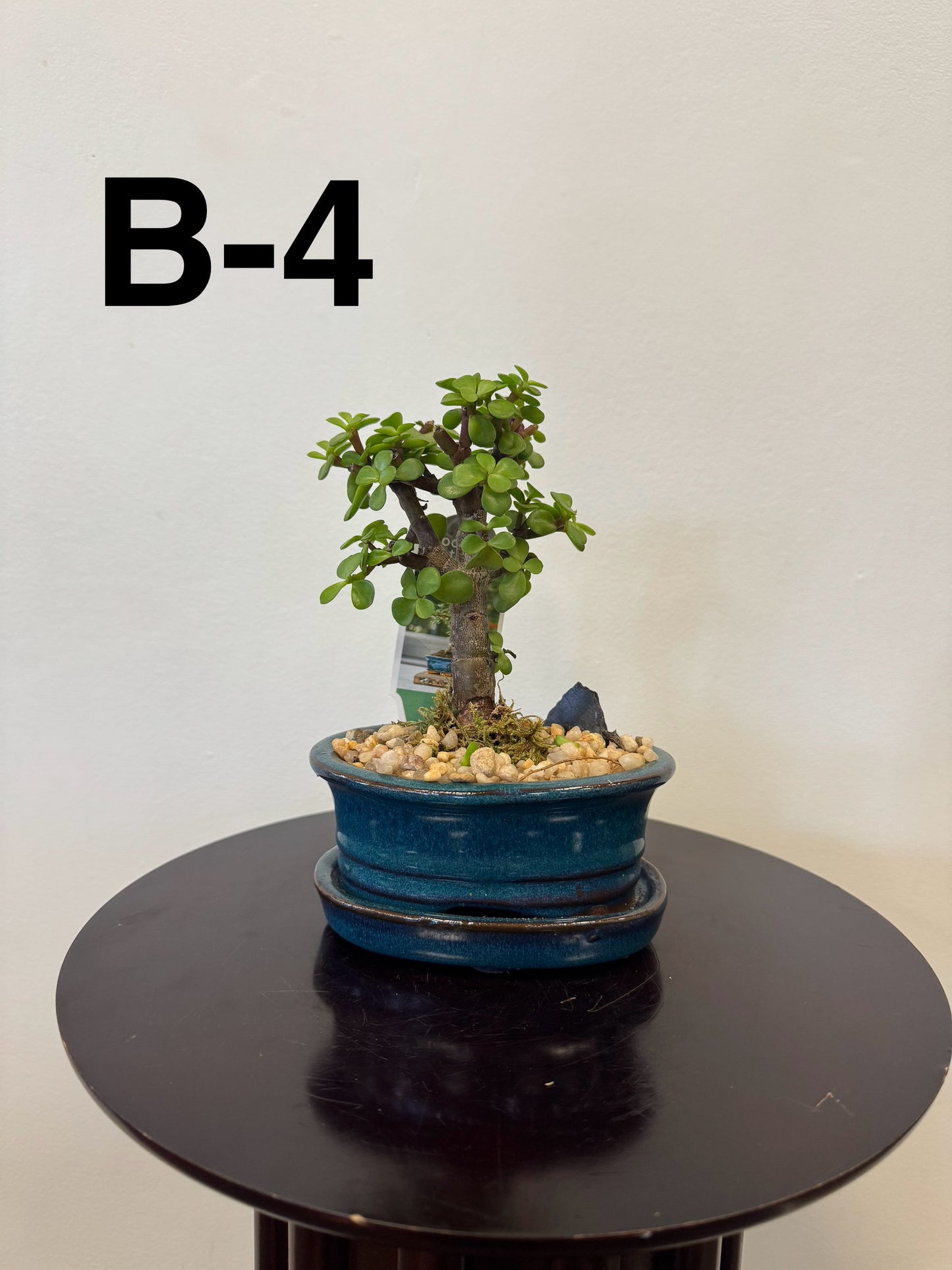5” Bonsai Small
