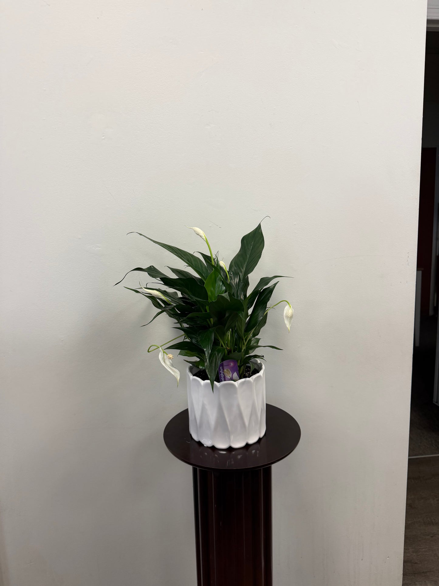 Peace Lily in Ceramic Pot
