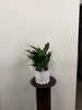 Peace Lily in Ceramic Pot