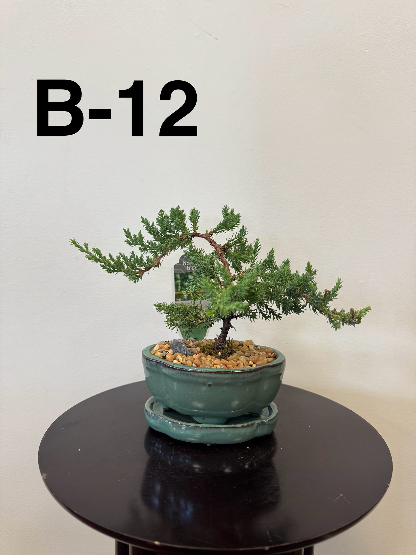 5” Bonsai Small