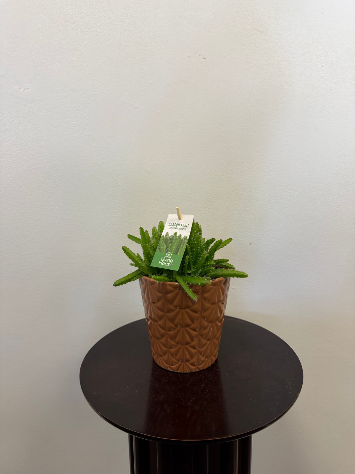 A Country Tropicals Dragon Fruit Hylocereus Undatus, displayed in a textured 5 inch ceramic pot, sits on a round dark table against a plain light-colored wall.