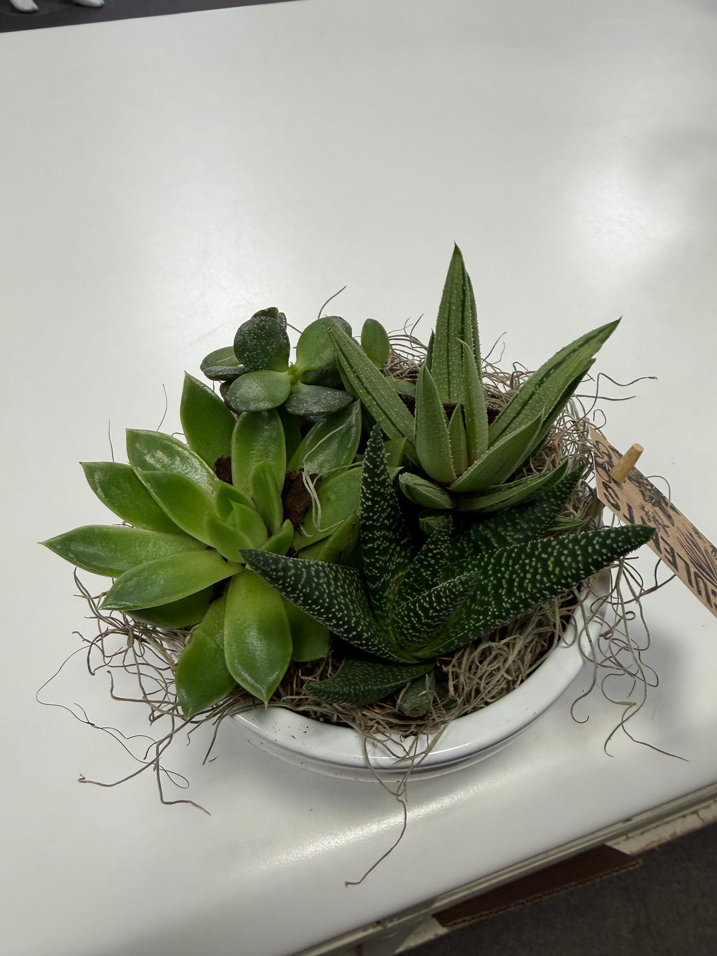 6” Succulent White Planter