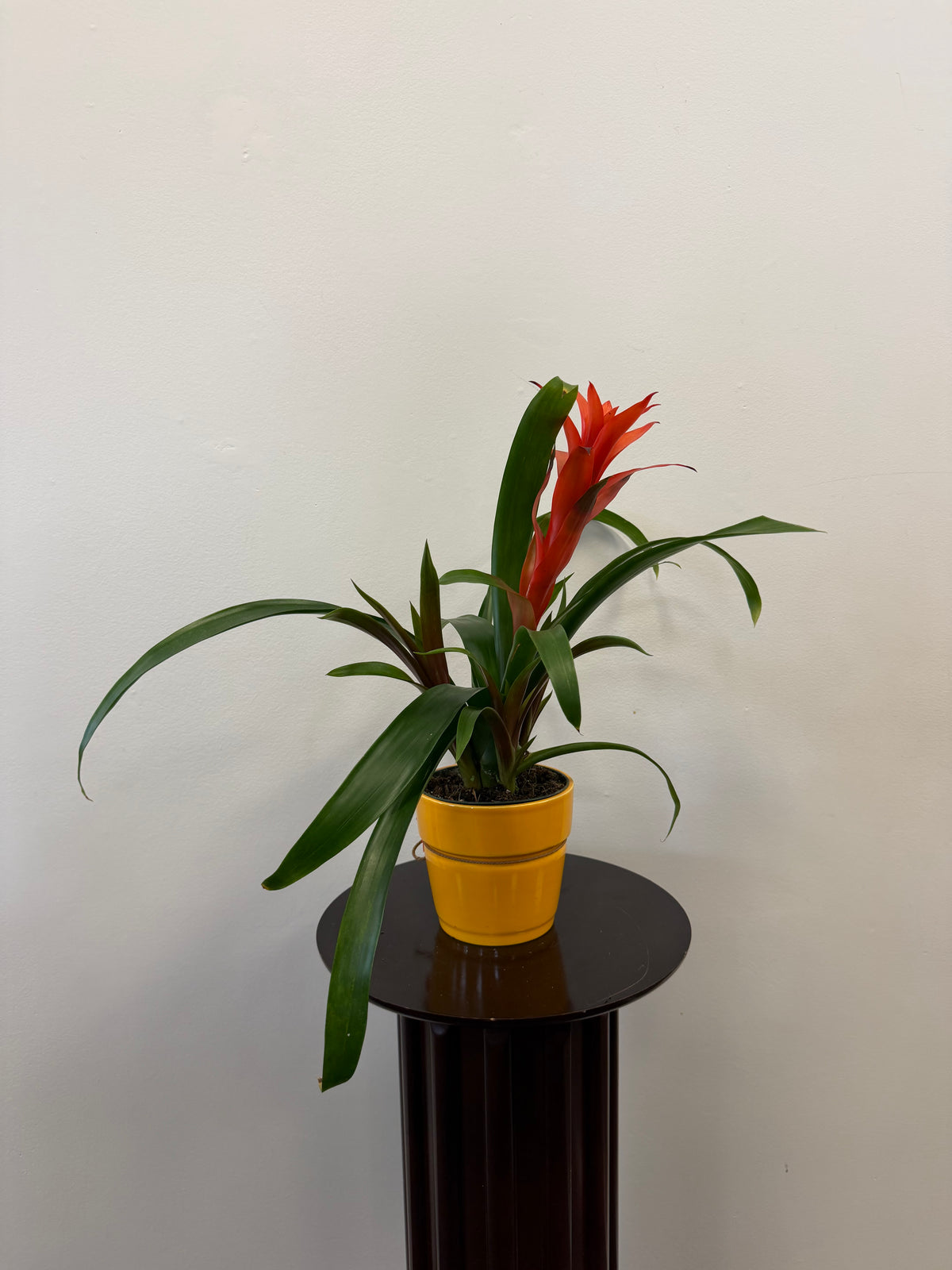 A Bromeliad Guzmania (Assorted) from Country Tropicals, featuring long, glossy green leaves and a vibrant bract, is presented in a yellow pot and placed on a round dark brown pedestal against a plain white wall. This beautiful plant is easy to maintain, making it a striking and low-care addition to any space.
