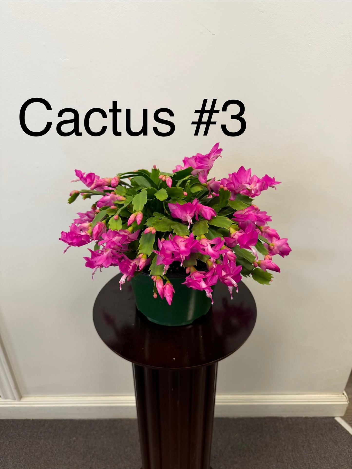 Christmas Cactus Zygocactus 8” Pot