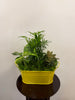 Planter Tin