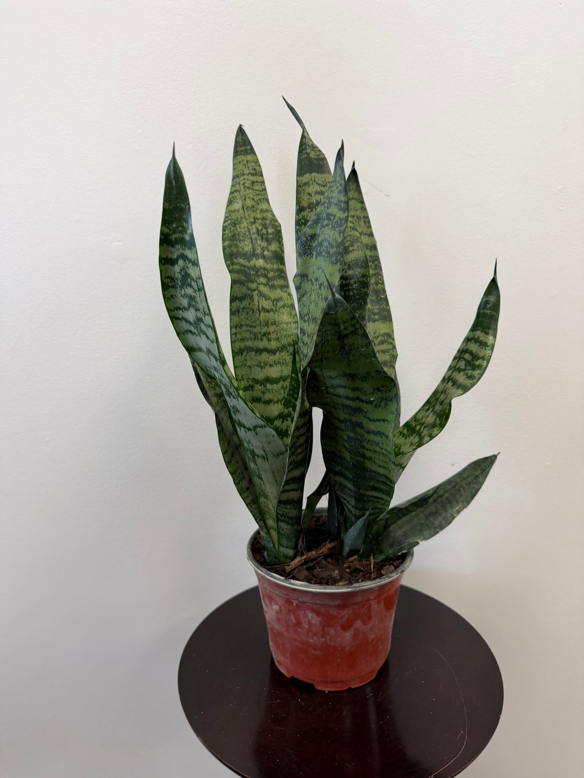 A Sansevieria Superba Robusta from Country Tropicals, in a 6-inch pot, displaying upright, green, sword-shaped leaves with an architectural form, sits on a small round dark table against a plain white wall.