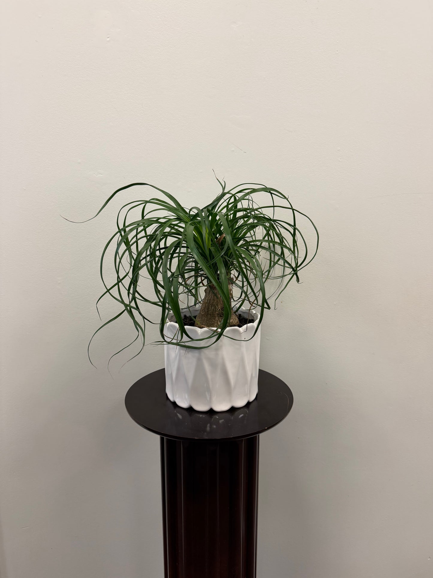 A Ponytail Palm Plant 6” with long, curly green leaves from Posies Flowers & Fashion is displayed in a white ceramic pot atop a dark pedestal, set against a plain light-colored wall.