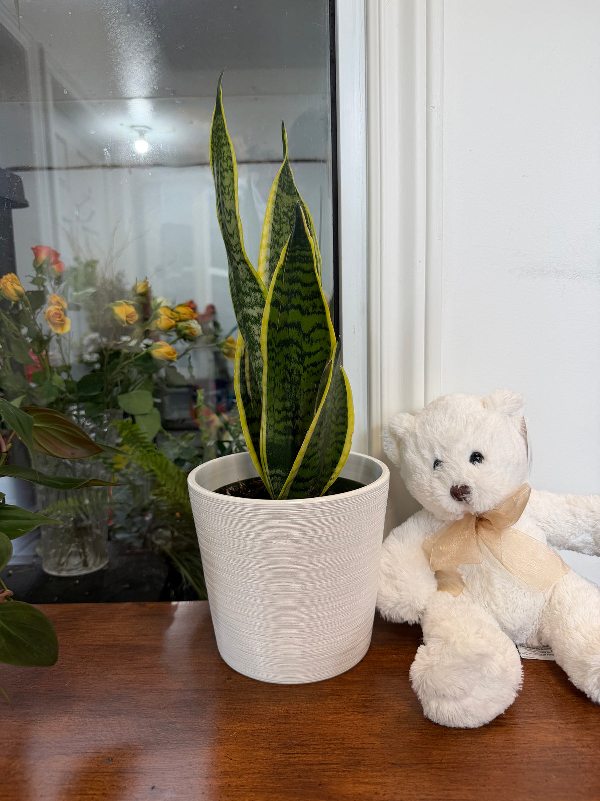 A Country Tropicals Sansevieria Futura Superba in a white 6-inch pot rests on a wooden surface beside a white teddy bear adorned with a beige ribbon. Through the window in the background, flowers and greenery create a peaceful, inviting scene—perfect for this low light-friendly plant.