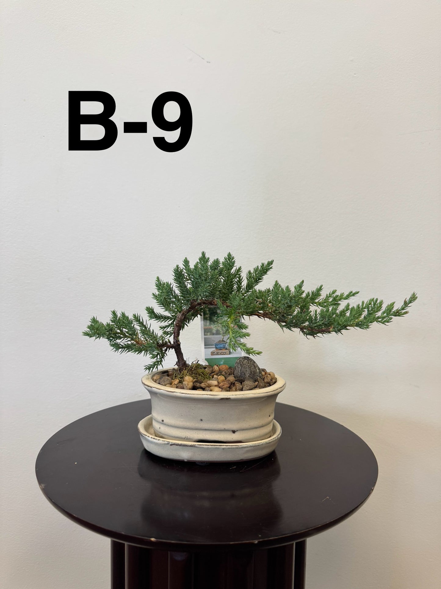 5” Bonsai Small