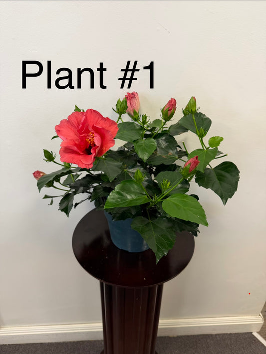 A Hibiscus 6” Pot by Posies Flowers & Fashion with large green leaves and a bright pink flower sits on a dark round pedestal against a white wall. "Plant #1" appears in the upper left corner of the image.