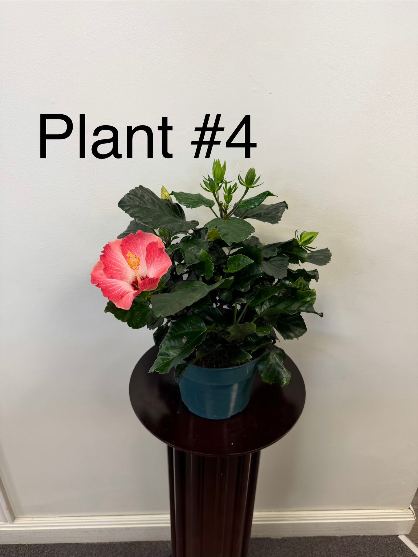 Hibiscus  6” Pot