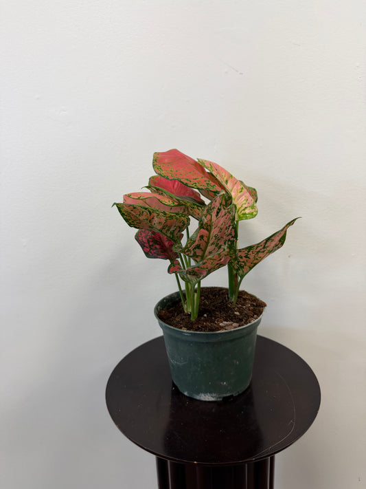 A Country Tropicals Aglaonema Red Valentine in a 6-inch pot, featuring vibrant red and pink foliage, sits on a dark round table against a plain white wall, bringing an easy-care pop of color to the space.