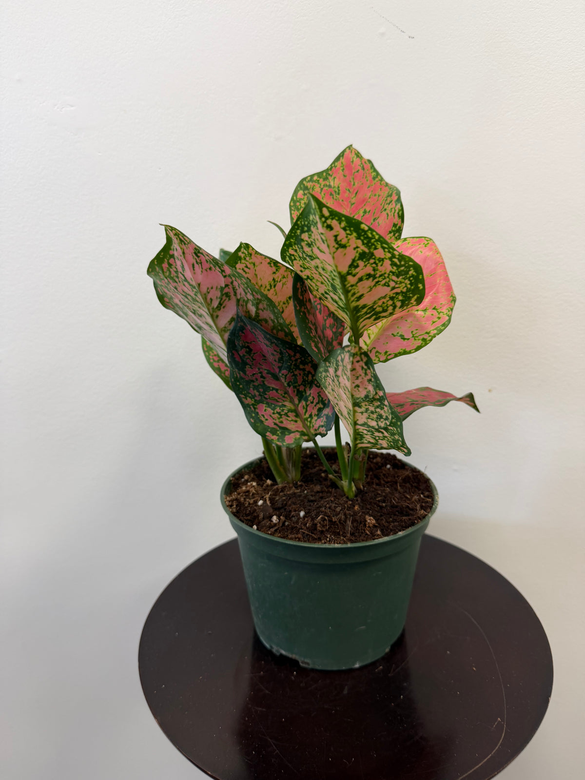 Aglaonema Red Valentine - 6 inch pot