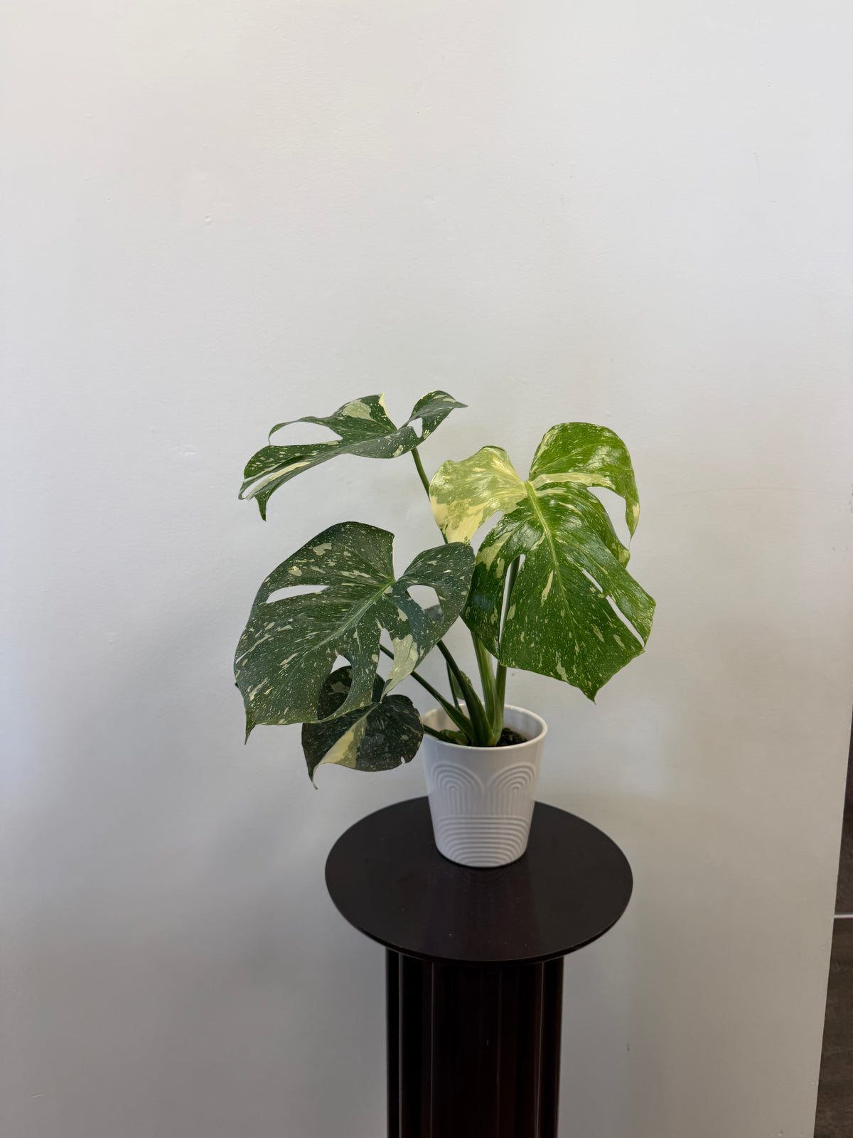Monstera Thai Constellation