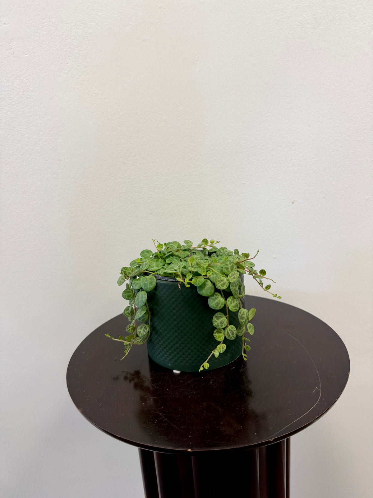 Peperomia Prostrata (String of Turtles) - 4 inch pot