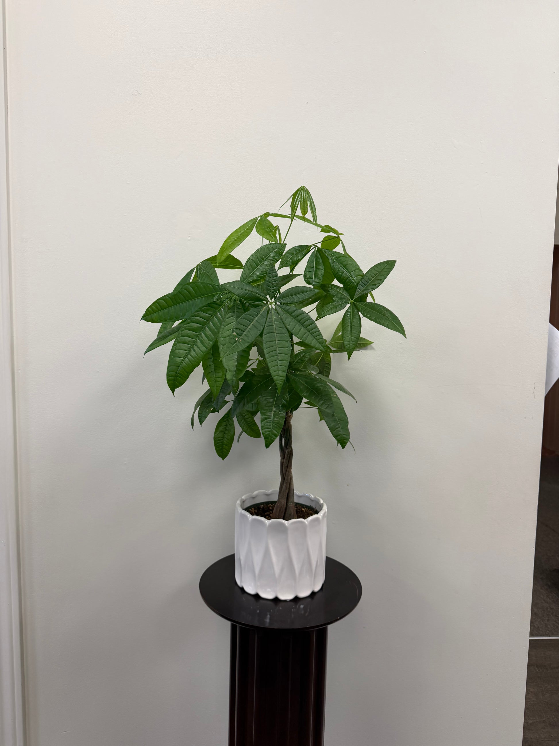 A Posies Flowers & Fashion Money Tree Plant 6″ with Ceramic Pot, featuring a small green plant with a braided trunk, is displayed in a white textured ceramic pot on a dark round pedestal against a plain off-white wall.