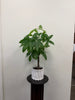 A Posies Flowers & Fashion Money Tree Plant 6″ with Ceramic Pot, featuring a small green plant with a braided trunk, is displayed in a white textured ceramic pot on a dark round pedestal against a plain off-white wall.