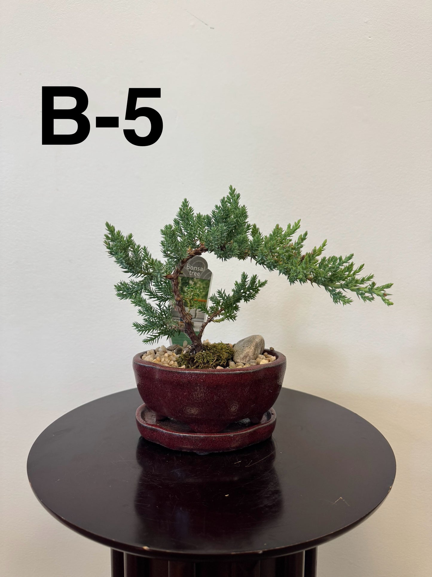 5” Bonsai Small