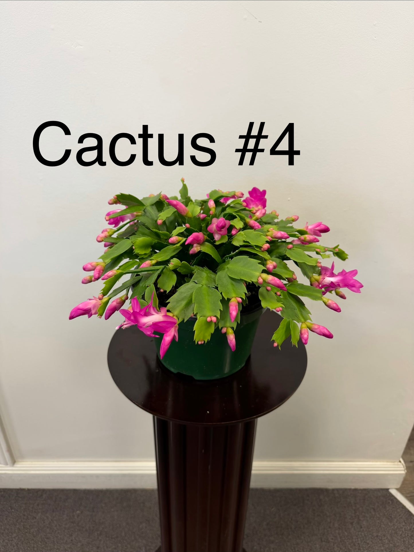 Christmas Cactus Zygocactus 8” Pot