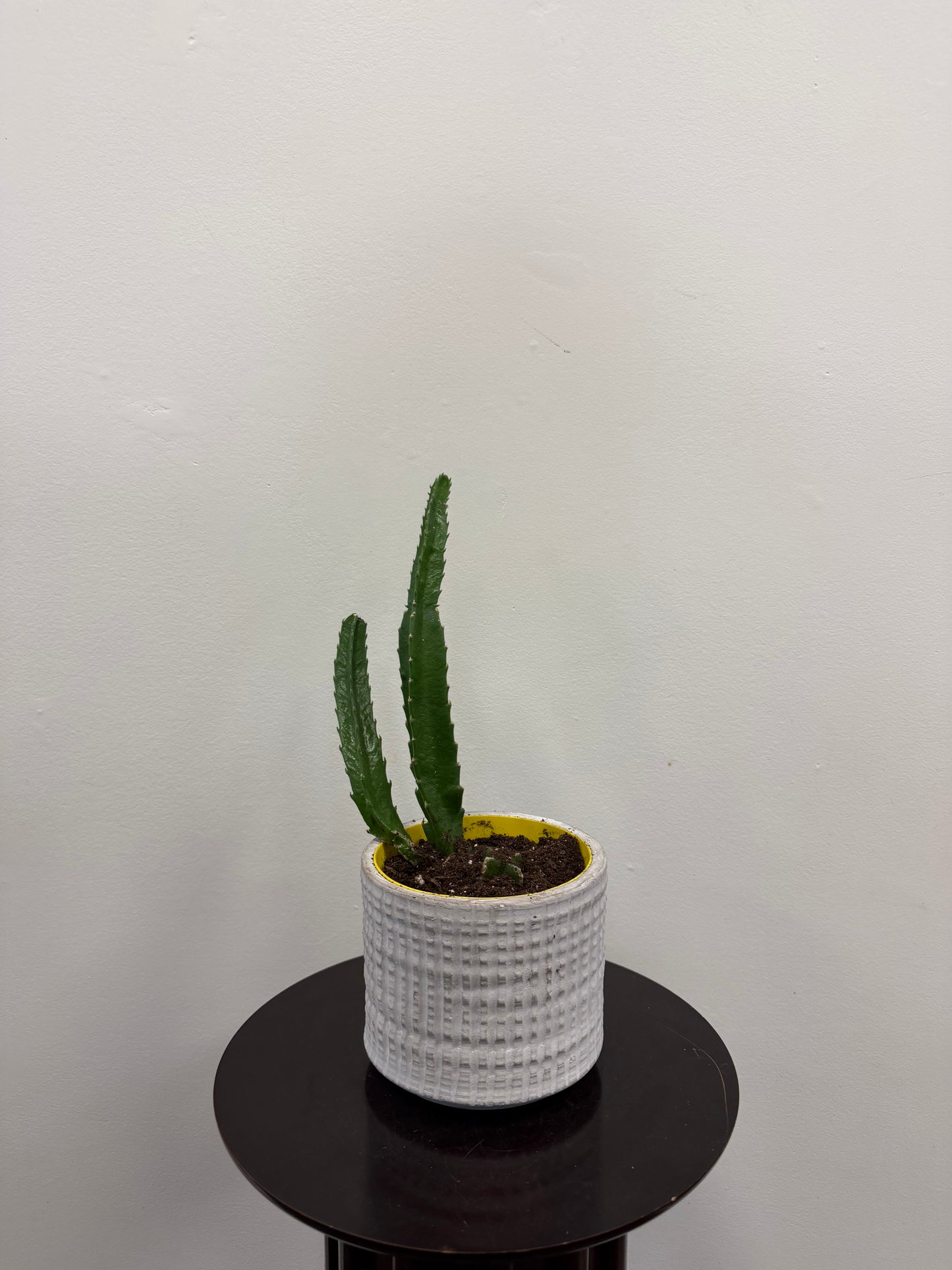 The Dragon Fruit Cactus Plant 5” by Posies Flowers & Fashion, featuring three tall green stems in a textured white ceramic pot, sits on a round black table against a plain white wall.
