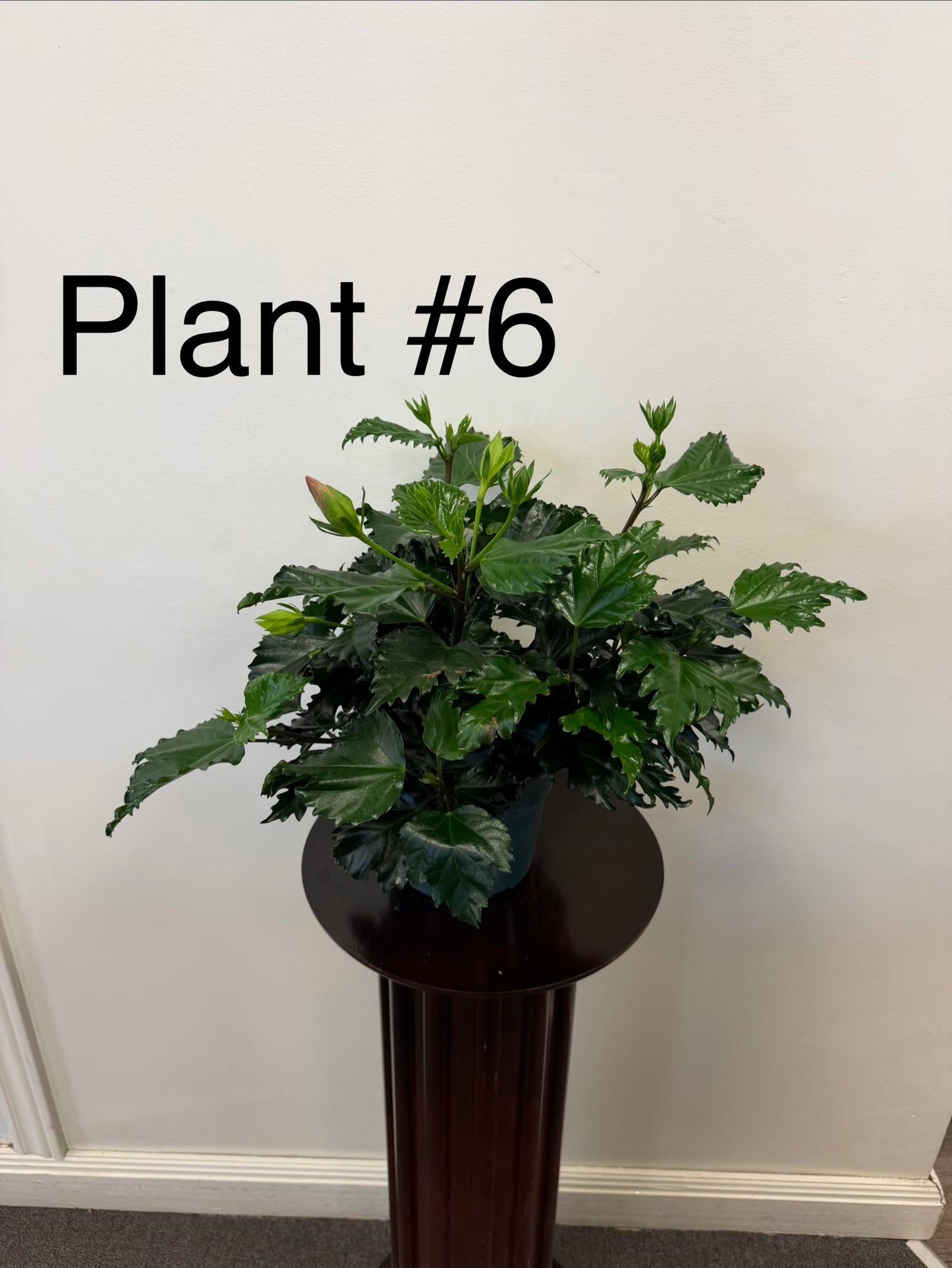 Hibiscus  6” Pot