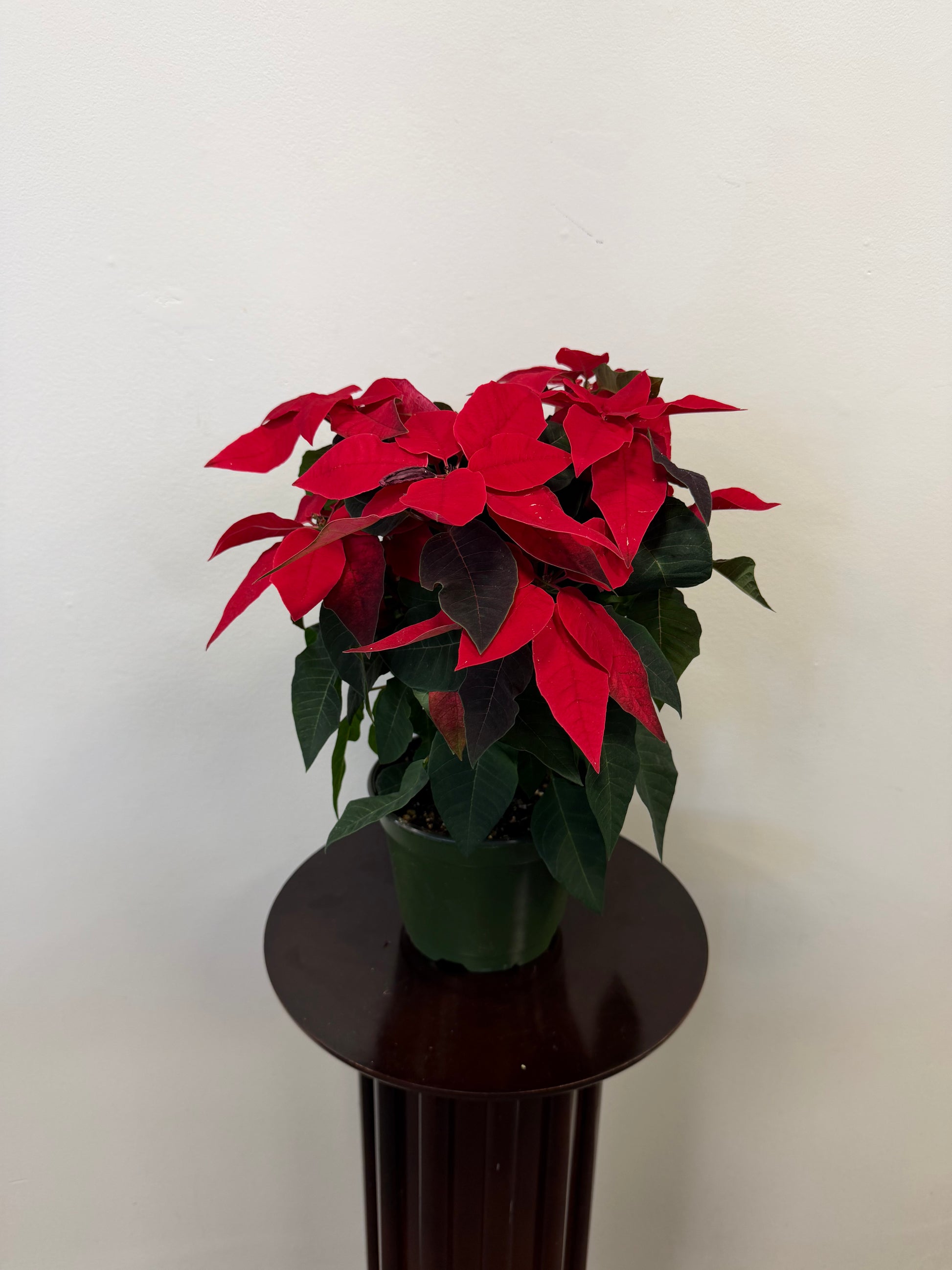 The Princettia 6” Pot by Posies Flowers & Fashion features vibrant red and green leaves, offering festive charm and a holiday touch to any space.
