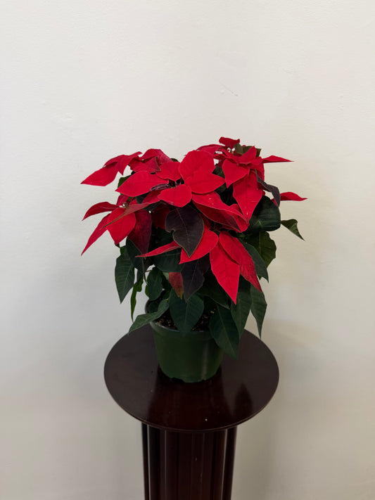 The Princettia 6” Pot by Posies Flowers & Fashion features vibrant red and green leaves, offering festive charm and a holiday touch to any space.