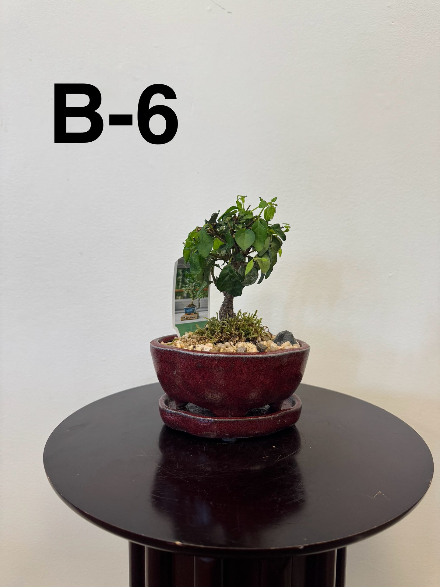 5” Bonsai Small