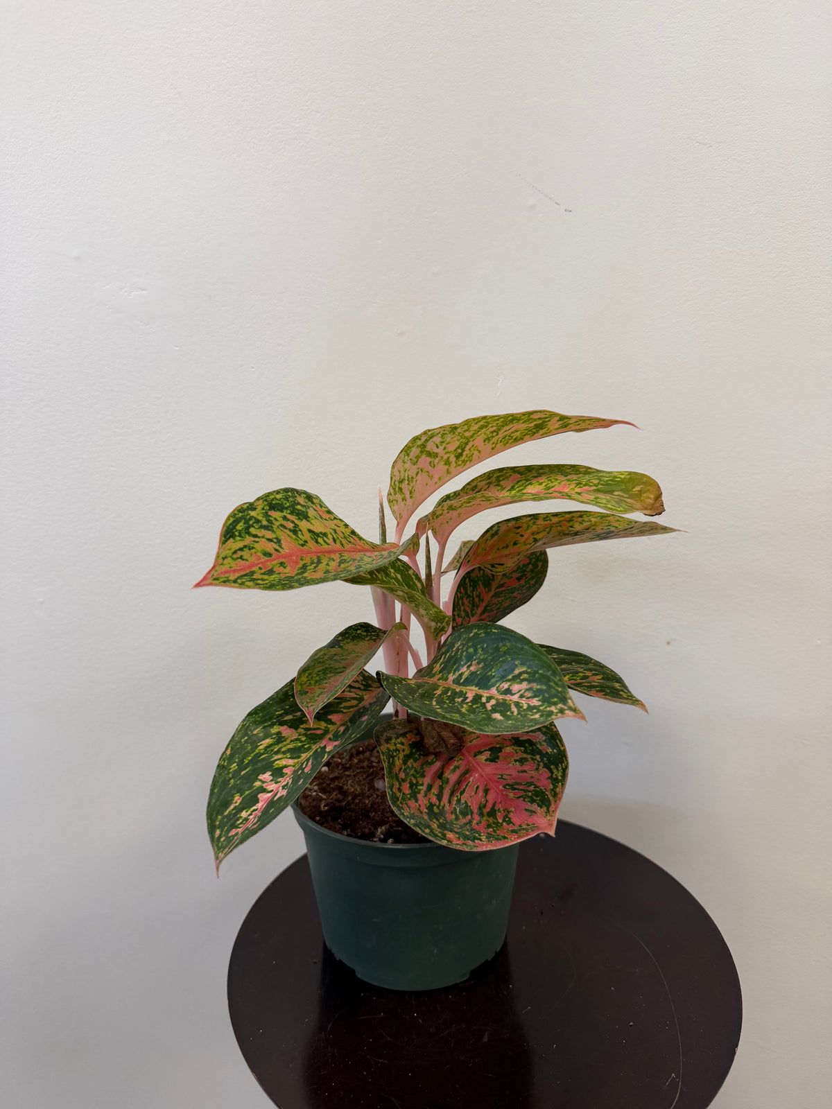 Aglaonema Pink Eileen - 6 inch pot